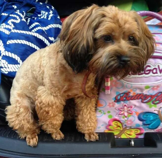 груминг питер. гамбург сочи зоосалон. стрижка собак. стрижка собак спб. грумер.