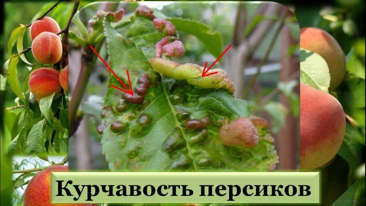 Чем брызгать персик. Курчавость листьев персика. от курчавости персика препараты. курчавость персика опрыскивание. средство от курчавости листьев персика.
