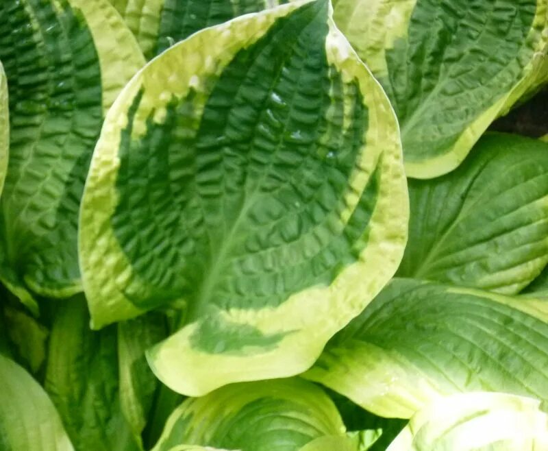 Песня хост. Хоста ханисонг. honey song hosta.