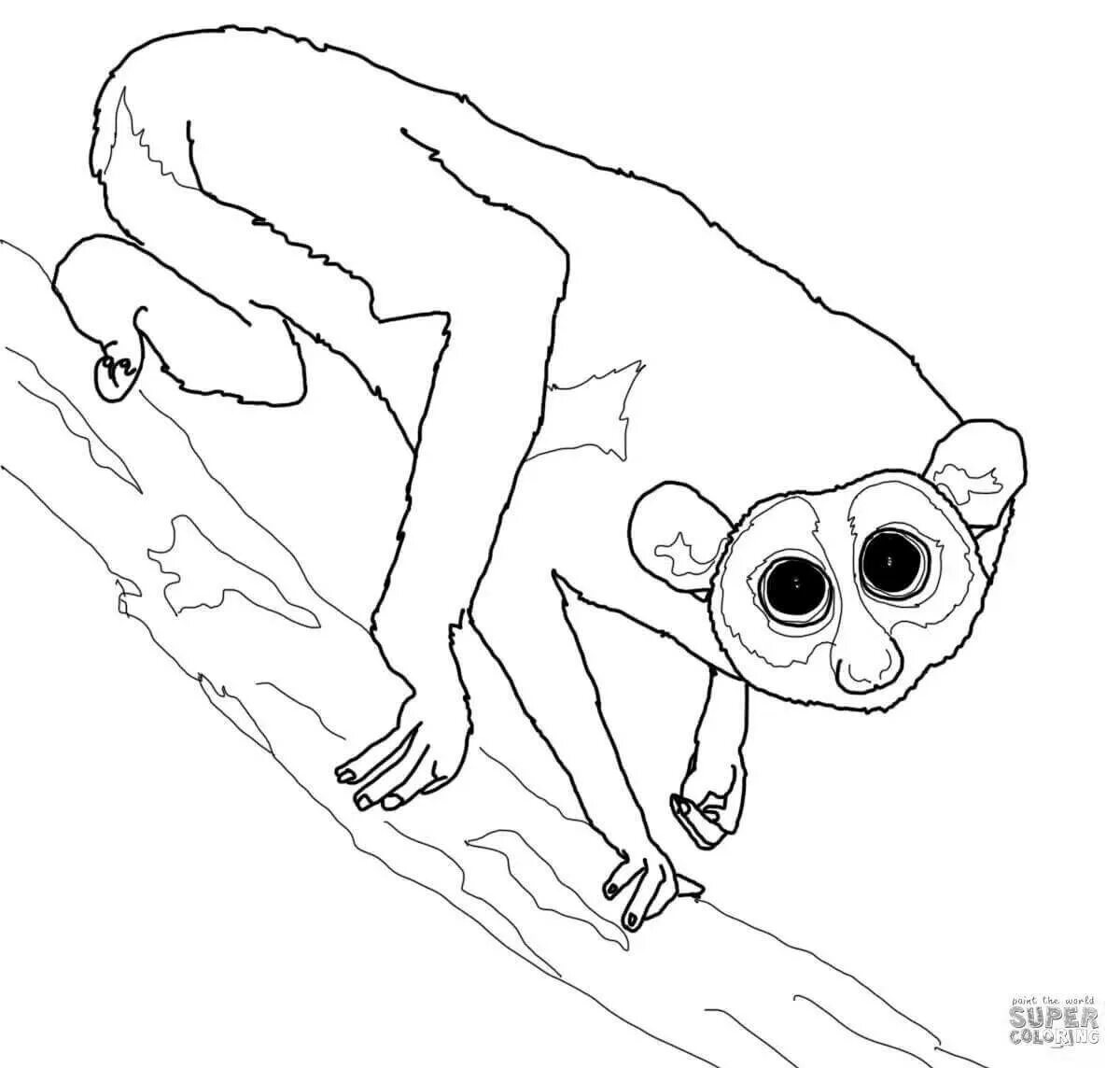 Енот раскраска для детей. Лемур раскраска для детей. Лемур раскраска. Лори раскраска. Лори раскраска для детей.