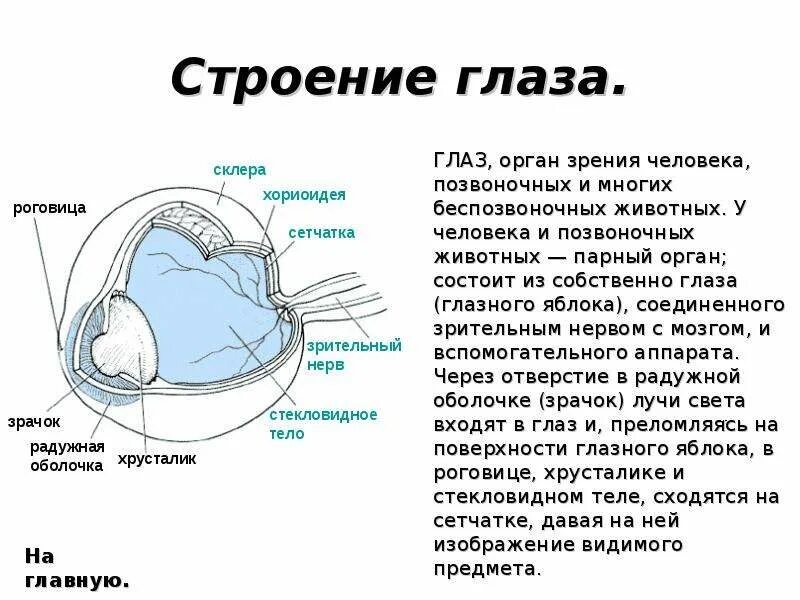 Схема глаза млекопитающего. Схема глаза млекопитающего