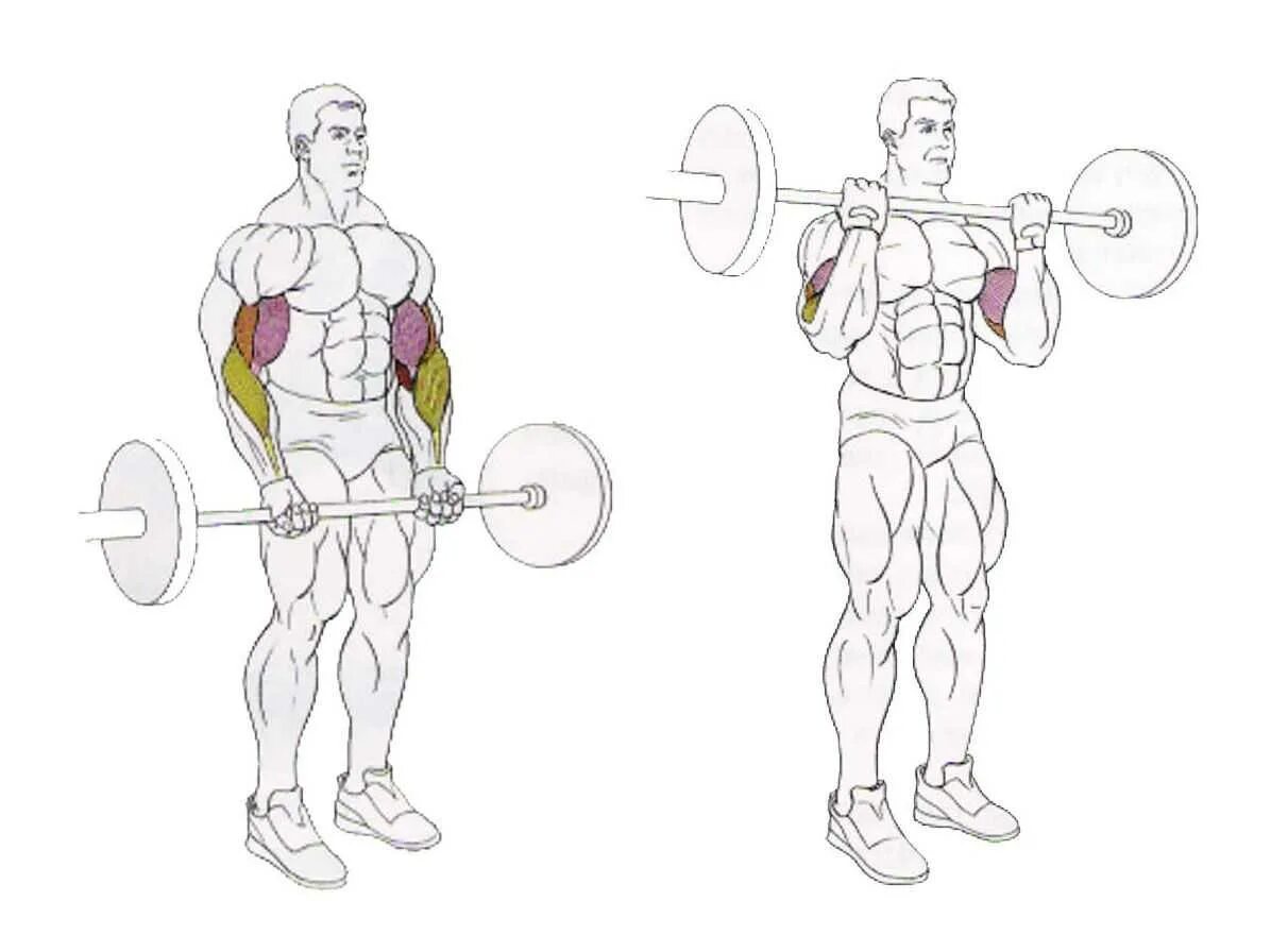 Гантели обратным хватом. Подъем штанги на бицепс стоя. Тяга подъем на бицепс штанга. Подъем штанги на бицепс хват. Упражнение на бицепс со штангой стоя.