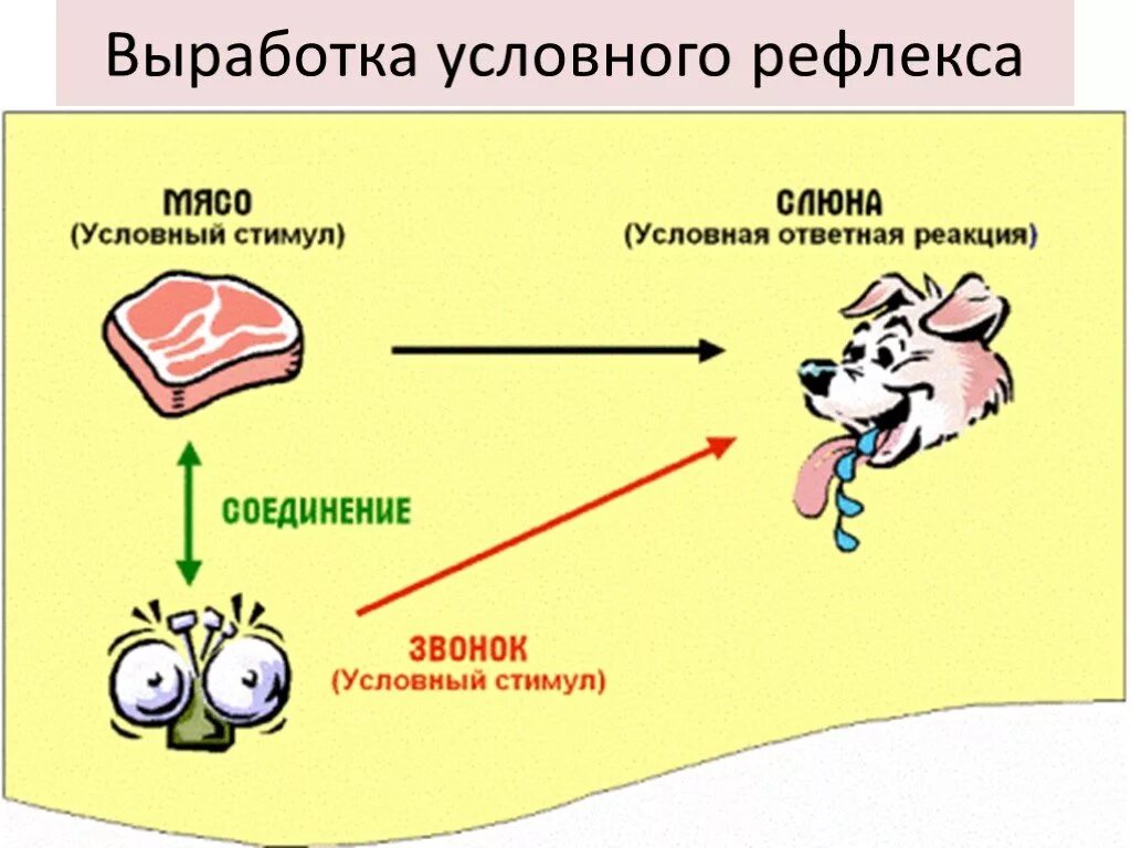 Ответная реакция ребенка. Выработка условного рефлекса по Павлову схема. Механизм образования условных рефлексов Павлов. Выработка условного рефлекса у собаки Павлова. Условный рефлекс собаки Павлова схема.