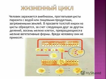 Дизентерийная амеба вред