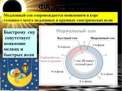 Сколько продолжается сон