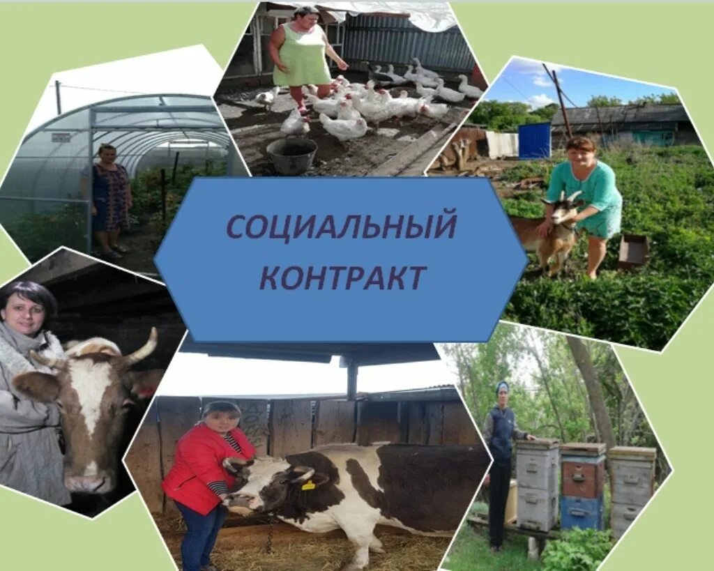Социальный контракт в 2023 году. Соц контракт на подсобное хозяйство. Соцконтракт на ведение подсобного хозяйства. Социальный контракт в тверской области. Контракт на ведение личного подсобного хозяйства.