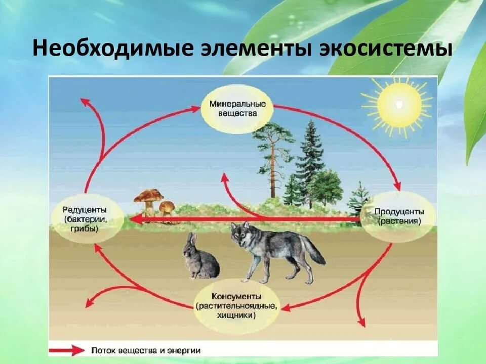 Продуценты 2) консументы 3) редуценты. Цепь питания продуценты консументы редуценты. Экосистема. Круговорот энергии в экосистеме. В каком природном сообществе селится лисичка