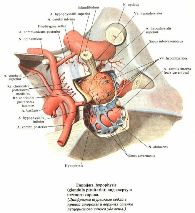 Гипофиз седло. Кровоснабжение турецкого седла. Турецкое седло клиновидной кости гипофиз. Анатомия турецкого седла и гипофиза. Гипофиз анатомия топография.