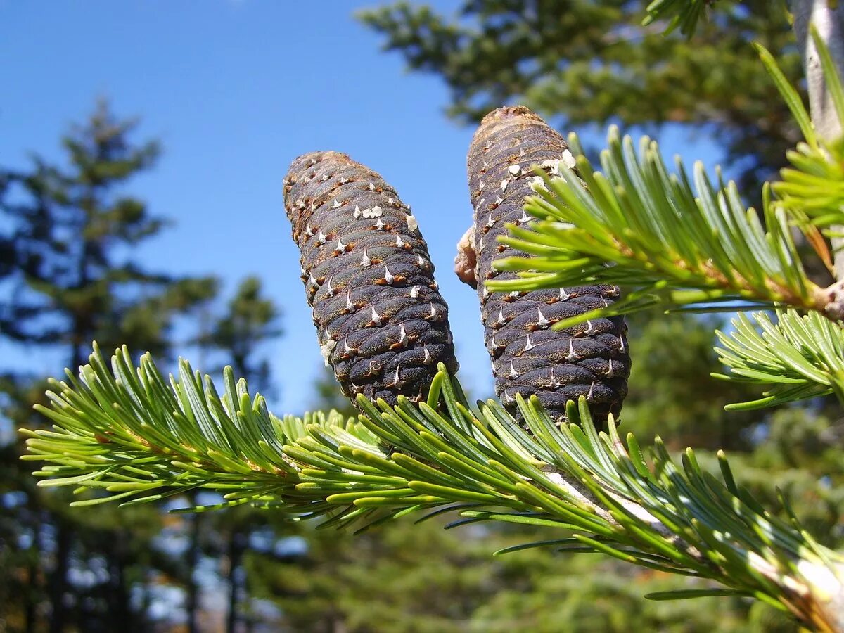 Шишки ели сибирской. Пихта Сибирская Abies sibirica. Пихта Сибирская (Аbies sibirica). Пихта кедр Сибирский. Пихта Лесная Уральская.