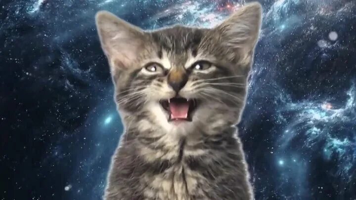 котята поют. животные смеются. открытка "кот". котята поют. поющие коты песни видео.