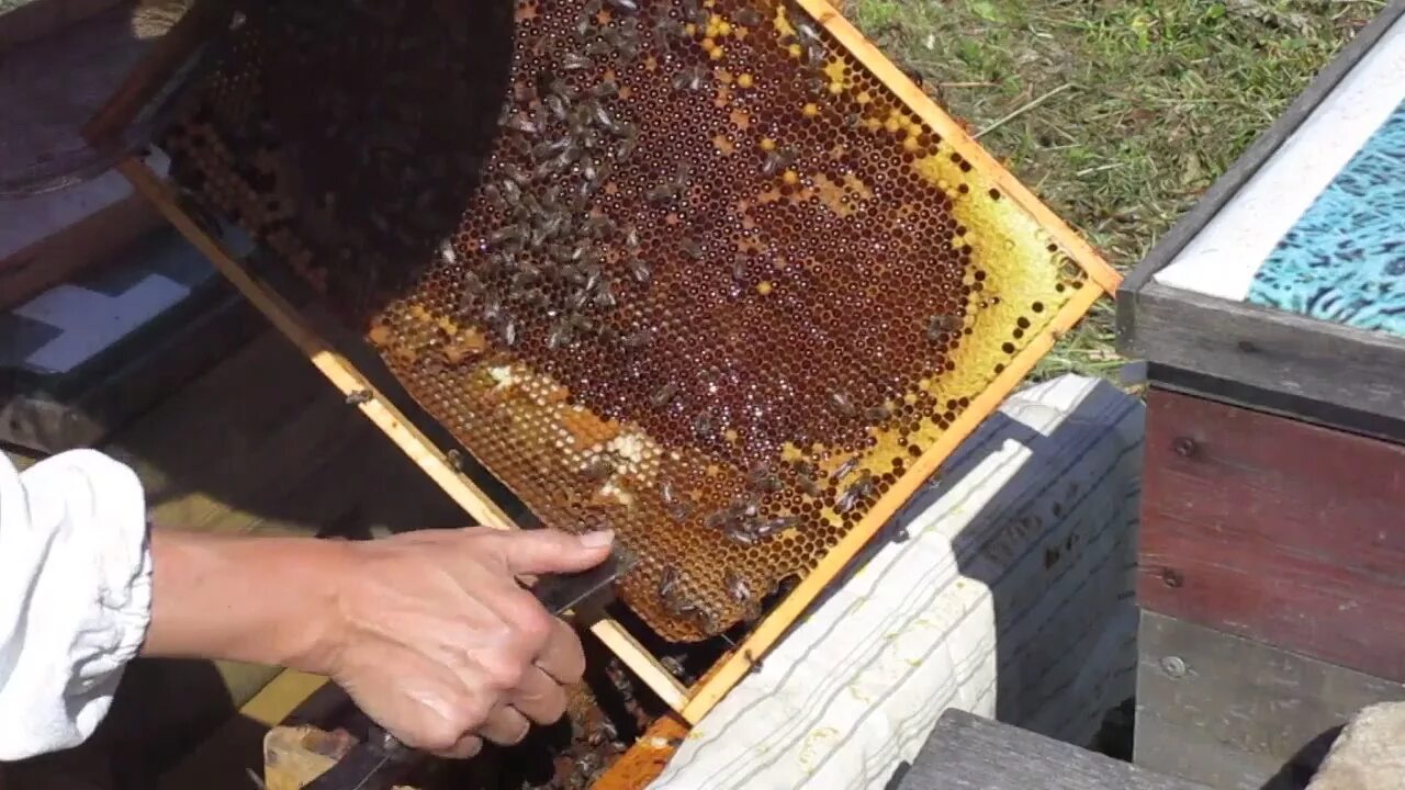 Подсадка матки в пчелиную семью. Маточники в улье. пчеловодство пасека скупновых. маточник пчелиный свищевой. подсадка матки в отводок.