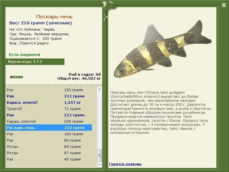 амурский лещ. реальная рыбалка амурский лещ. чёрные лещи на амуре. зеркальный карп и сазан. реальная рыбалка амурский лещ.