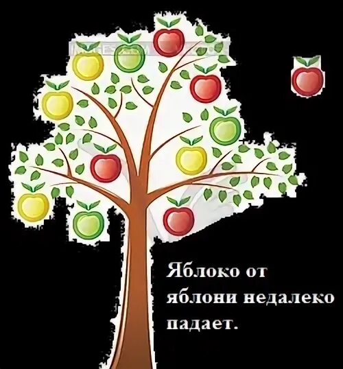 Яблоко от яблоньки недалеко падает. Яблоко от яблони недалеко падает рисунок.