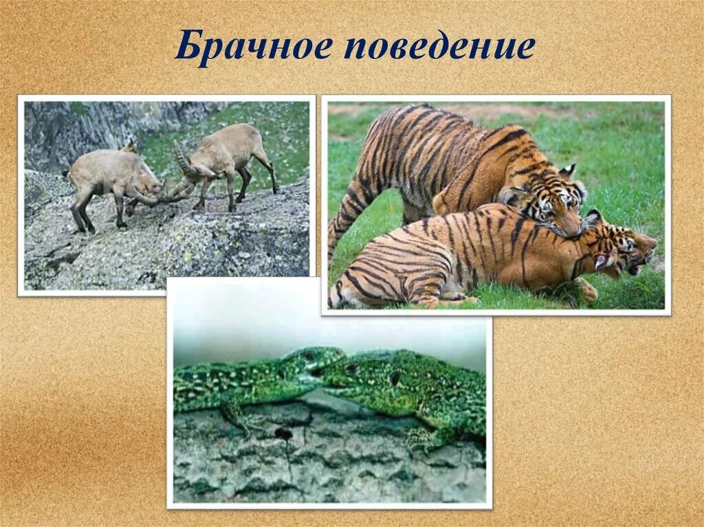 Брачное поведение животных. Брачное поведение. брачное поведение млекопитающих.