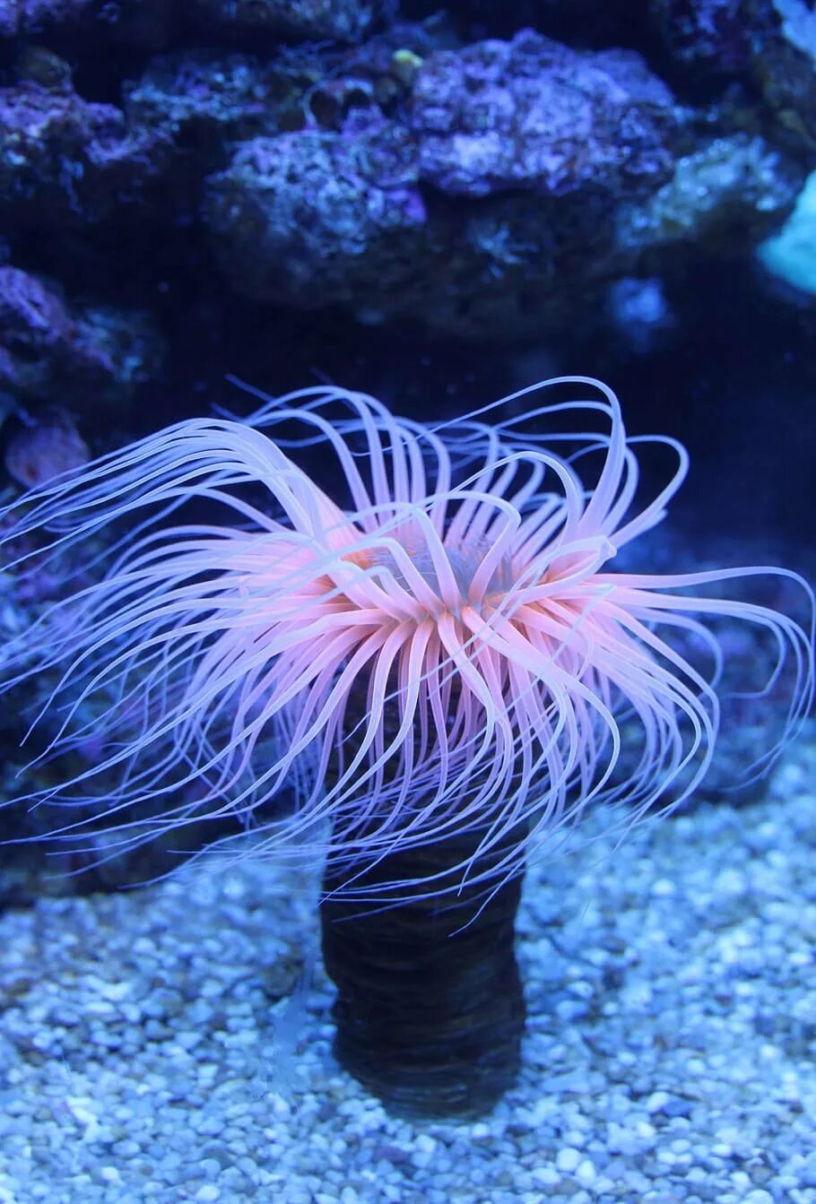Морская анемона актиния. Коралловые полипы актинии. Актиния Кишечнополостные. Медуза актиния.
