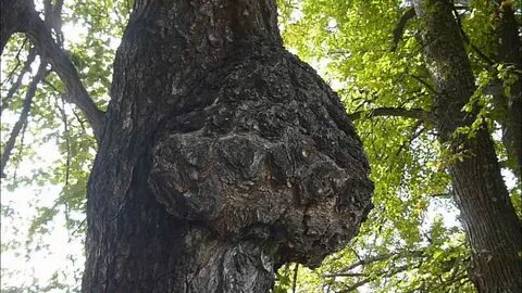Нарост на дереве