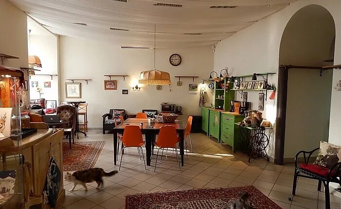 Котиссимо басманная. Кафе котиссимо в москве. котокафе котиссимо москва. котокафе мурашка сокольники. котокафе барнаул.