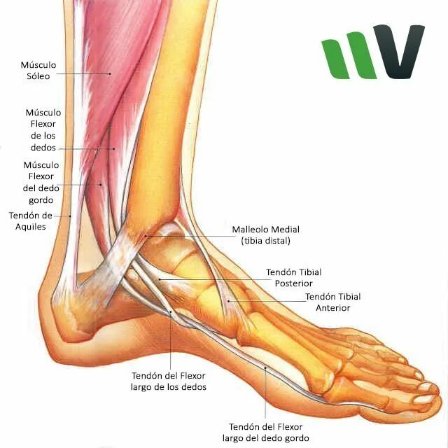 Foot muscle. Мышцы голеностопного сустава анатомия. Сухожилия голеностопного сустава анатомия. Стопа голеностоп анатомия. Мышцы голеностопа анатомия человека.