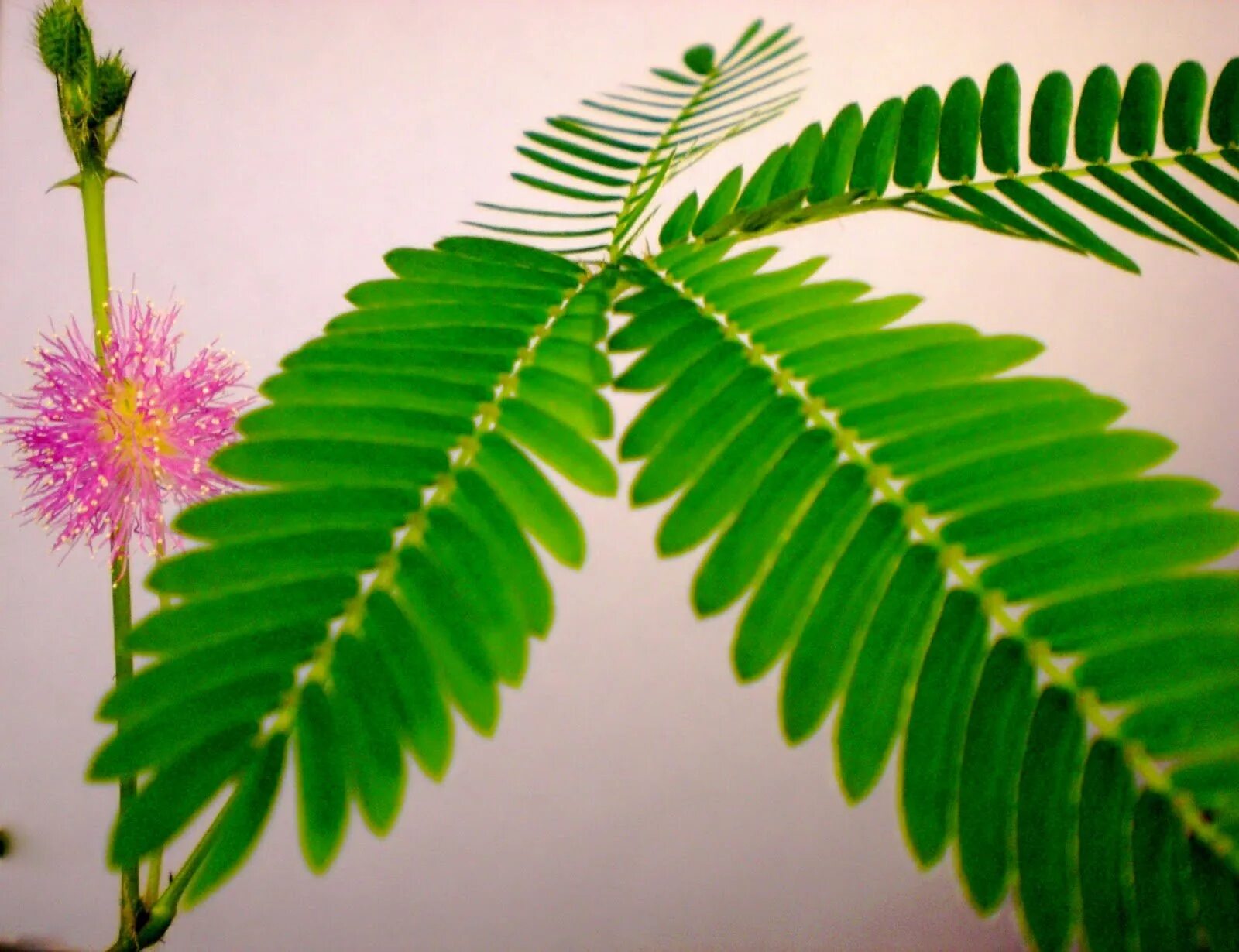 Цветок Mimosa pudica. Мимоза стыдливая. Мимоза стыдливая листья. Стыдливая Мимоза растение.