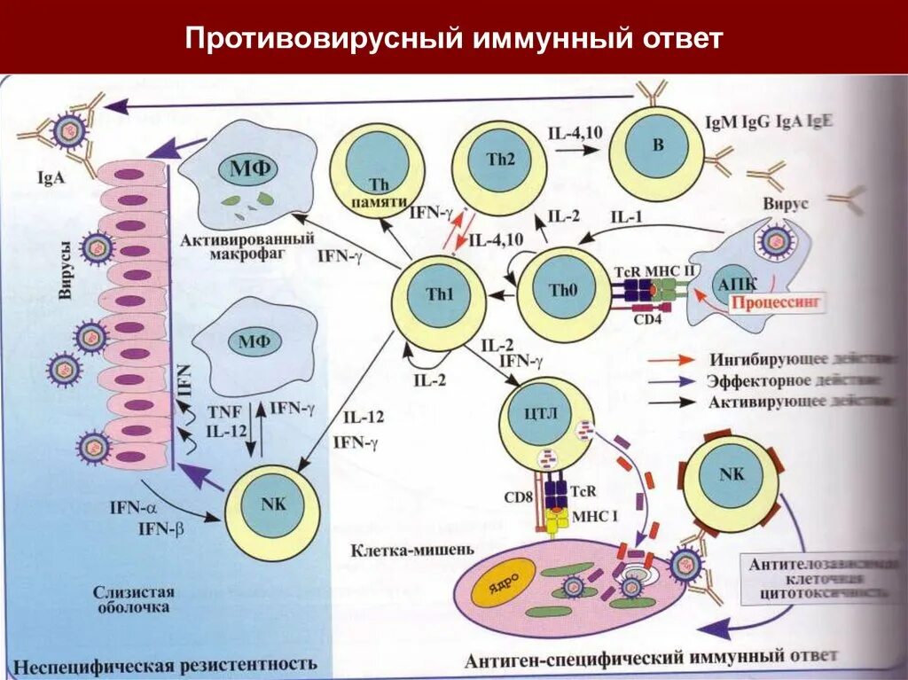 Развитие иммунного ответа