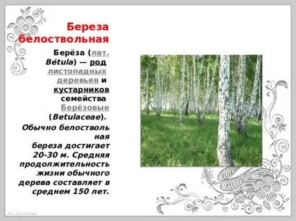 Песня рощи березовой стать белоствольная