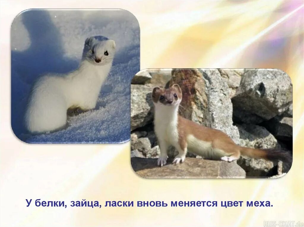 Какие животные линяют и меняют окраску зимой. Ласка меняет окраску. горностай. ласка меняет окраску зимой. горностай и ласка.