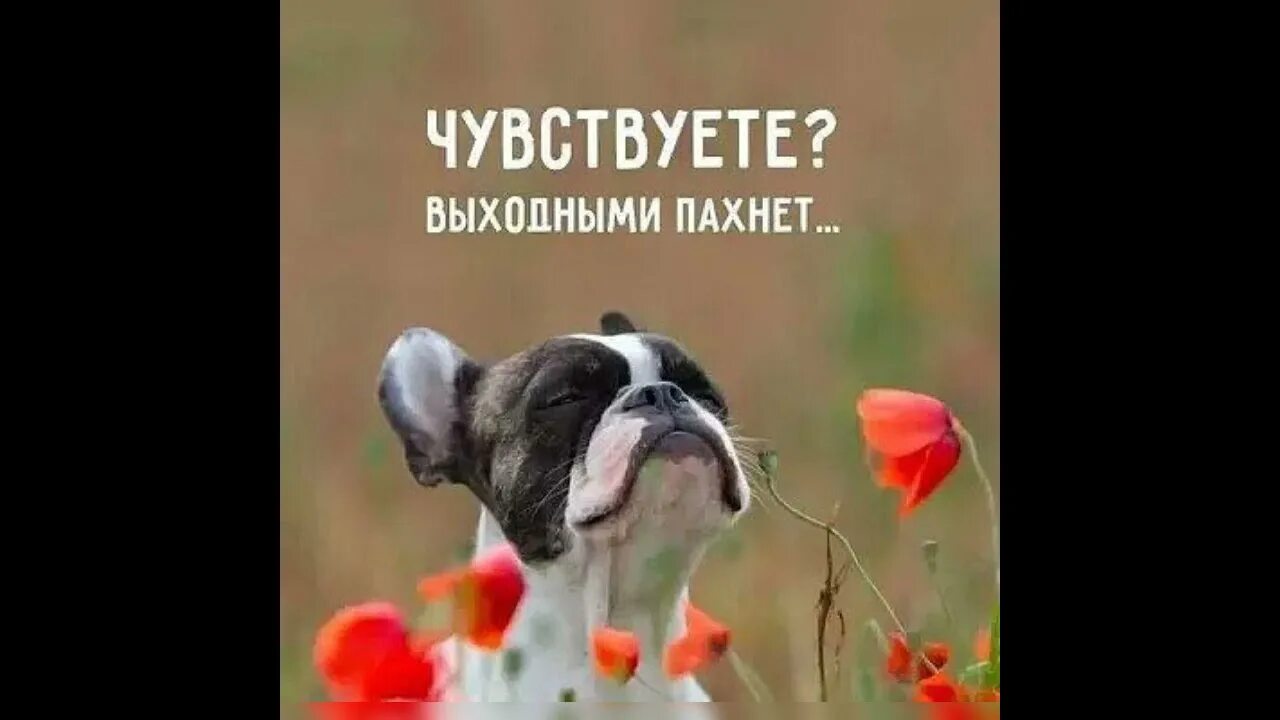 Чувствуется неприятный запах. Чувствуете входными пахнет. Чувствуете выходными пахнет. Чувствуете выходными запахло. Чувствую выходными пахнет открытки.