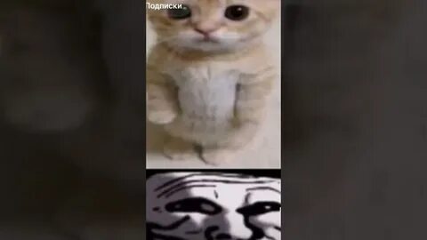 Эль гато мем
