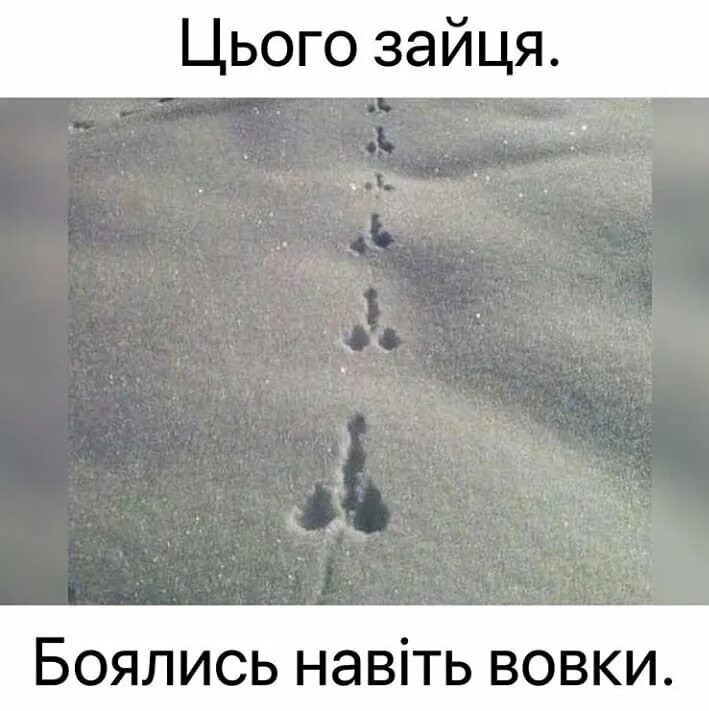 этого зайца боялись даже. этого зайца. этого зайца боялись даже. заяц которого боятся даже волки. этого зайца боялись даже.