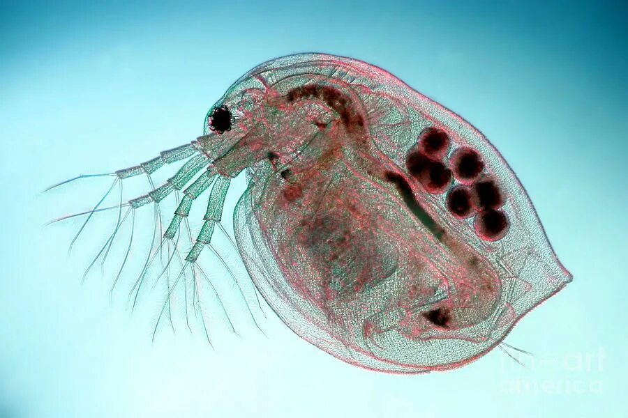 Daphnia pulex. Вислоухий рачок дафния. Членистоногие дафния. Дафния ракообразные.