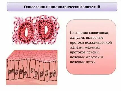 Особенности строения клеток железистого эпителия