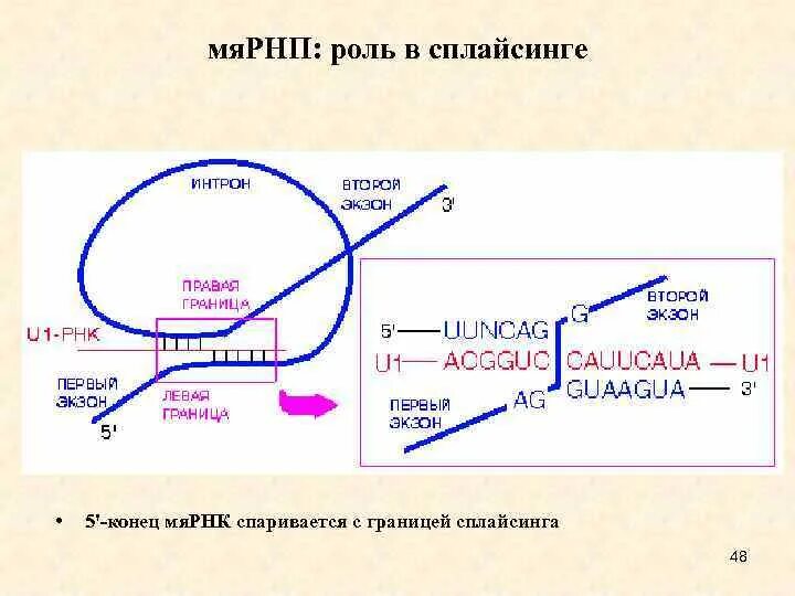 Сплайсинг эукариот. Сплайсинг биохимия. сплайсинг ферменты. схема транскрипции и сплайсинга. роль сплайсинга рнк.