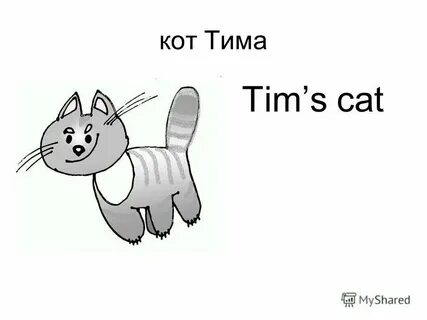 Тима котик