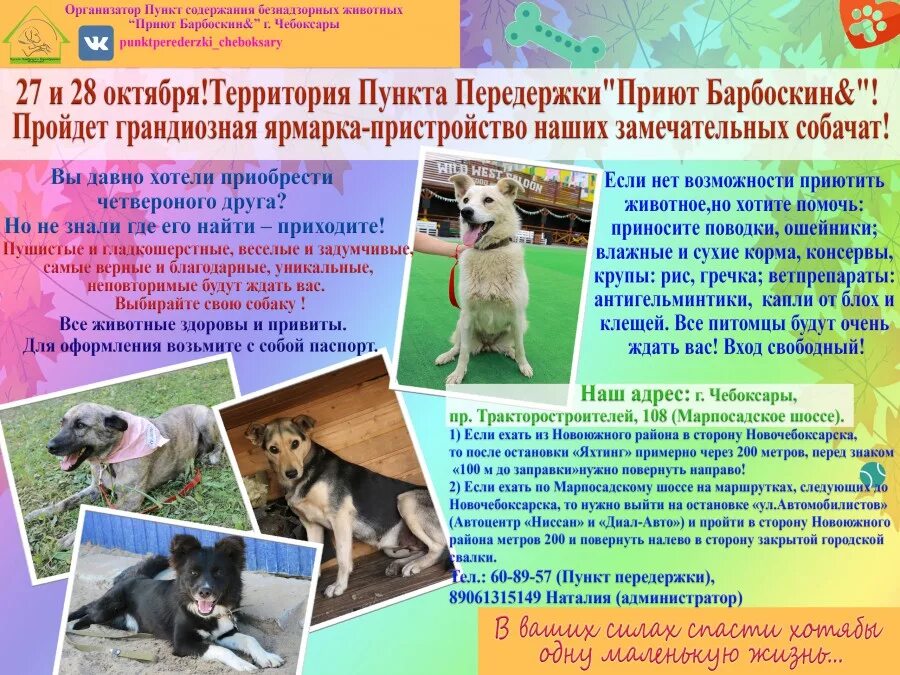 Приют котлас право на жизнь. Приют собачий приют в чебоксарах. приют право на жизнь чебоксары. приют для собак в чебоксарах. приюты для животных чувашия.