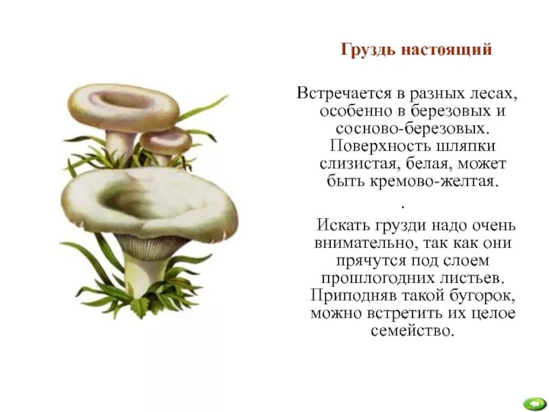 Рассказ о грибе груздь 3 класс. Груздь гриб доклад 2 класс для детей. Доклад про грибы грузди. Белые грузди рассказ.