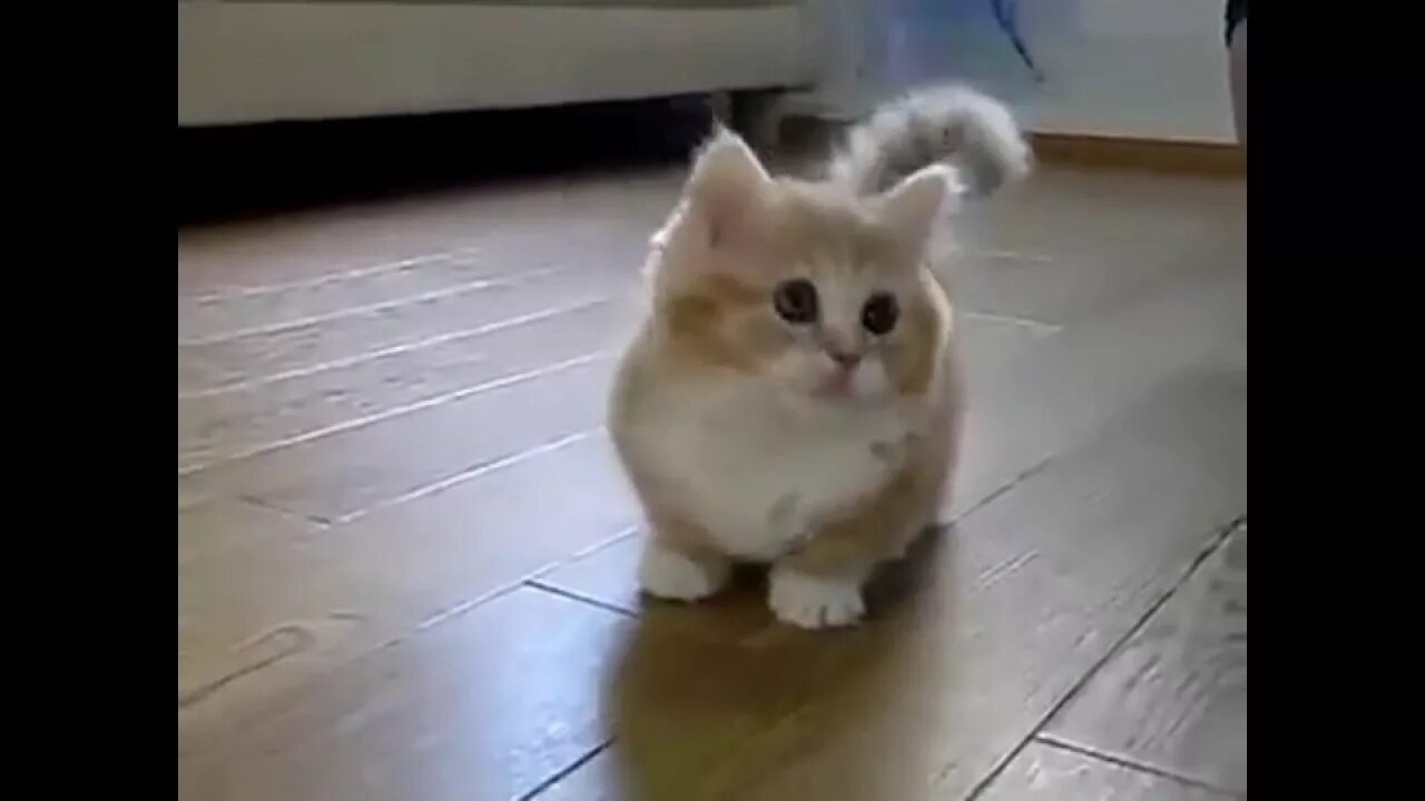 Видео смешных котят до слез. Приколы про котов до слез. кошки маленькие смешные до слез. котики смешные видео до слез. смешные видеоролики про кошек до слёз.