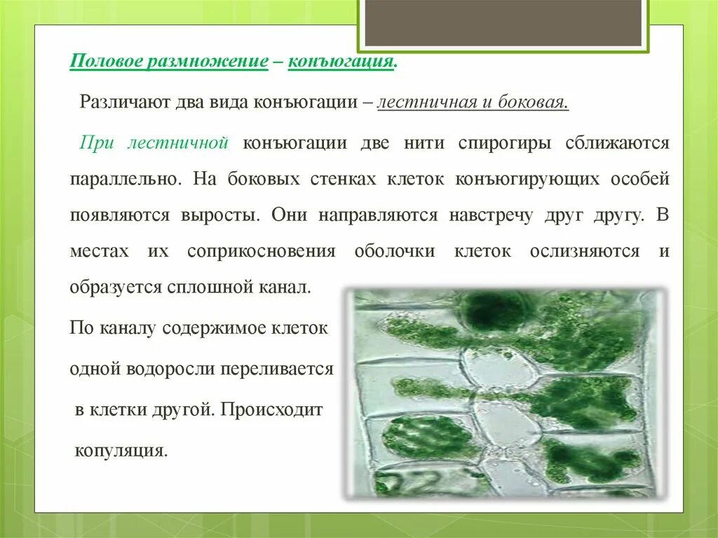 Бесполое размножение спирогиры осуществляется. Вегетативное размножение спирогиры. chlorophyta отдел зелёные водоросли. лестничная конъюгация спирогиры.