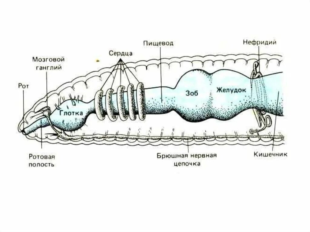 Головной мозг у кольчатых червей. Кольчатые черви мозг. Нервная система дождевого червя схема. Строение дождевого червя. Есть ли у червяков