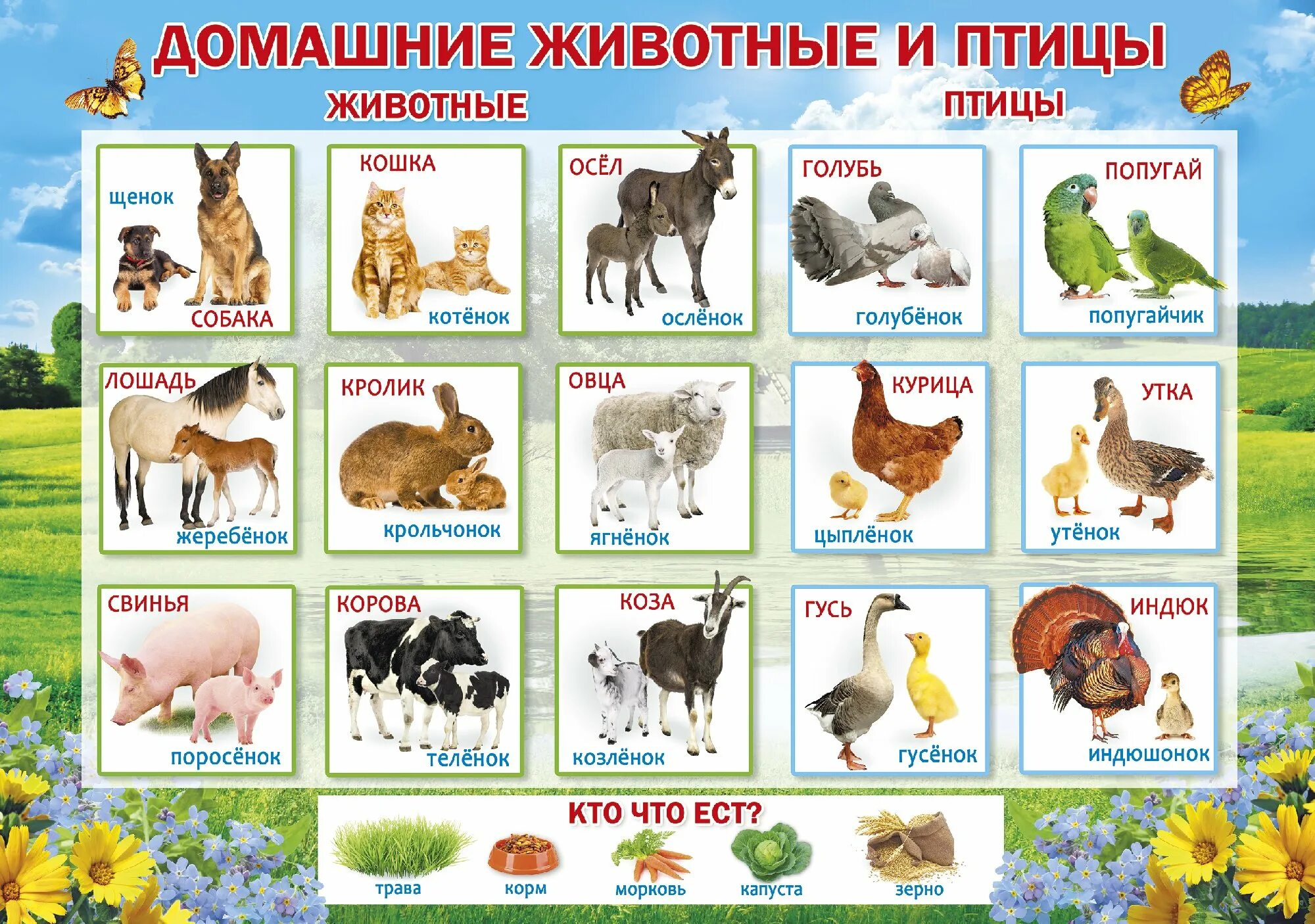 Плакат. Домашние животные.. Домашние животные и птицы. Названия домашних живот. Названия доомашнниххживотных.