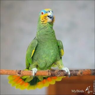 Говорящего амазона
