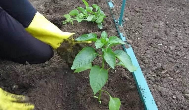 Земля для рассады перца какая лучше. Высадка рассады перца в открытый грунт. высаживание рассады перца. рыхление рассады перца. перец рамиро рассада.