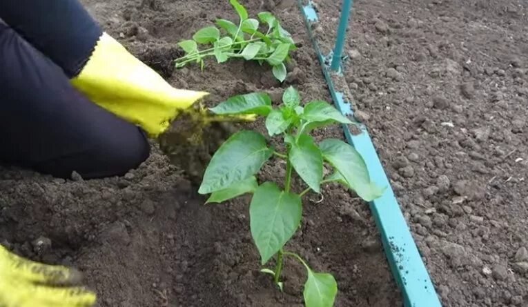 Посев перца сладкого в феврале. Высадка рассады перца в открытый грунт. Высаживание рассады перца. Рыхление рассады перца. Перец Рамиро рассада.