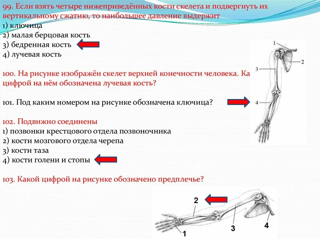 Скелет человека ОГЭ биология. Какой цифрой обозначено предплечье. Давление выдерживающие человеческая кость.