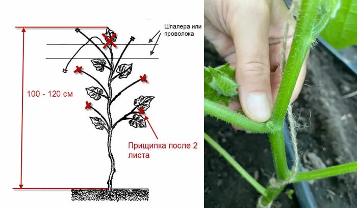 Когда нужно прищипывать огурцы в открытом грунте. Прищипка и пасынкование. схема пасынкования огурцов. пасынковать огурцы. пасынкование огурцов.
