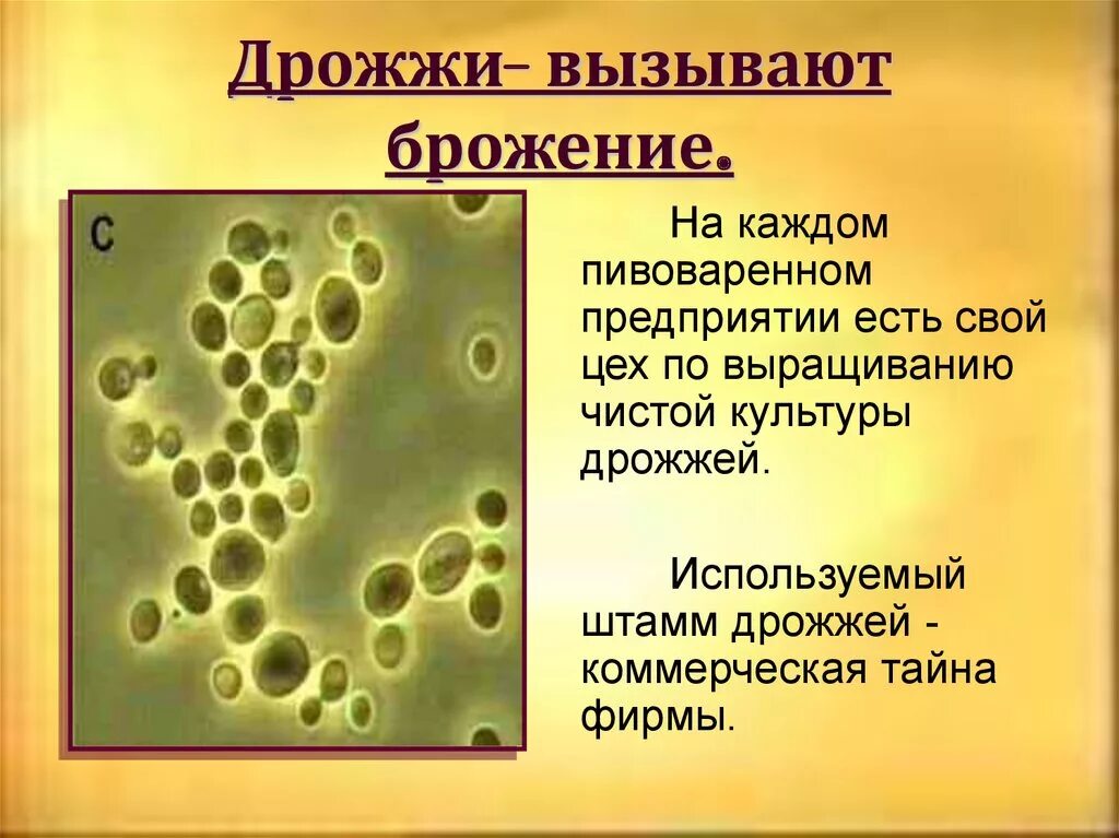 Почему некоторые одноклеточные грибы называют патогенными. Дрожжи. Дрожжевое брожение. Хлебопекарные дрожжи под микроскопом. Спиртовое брожение дрожжей.