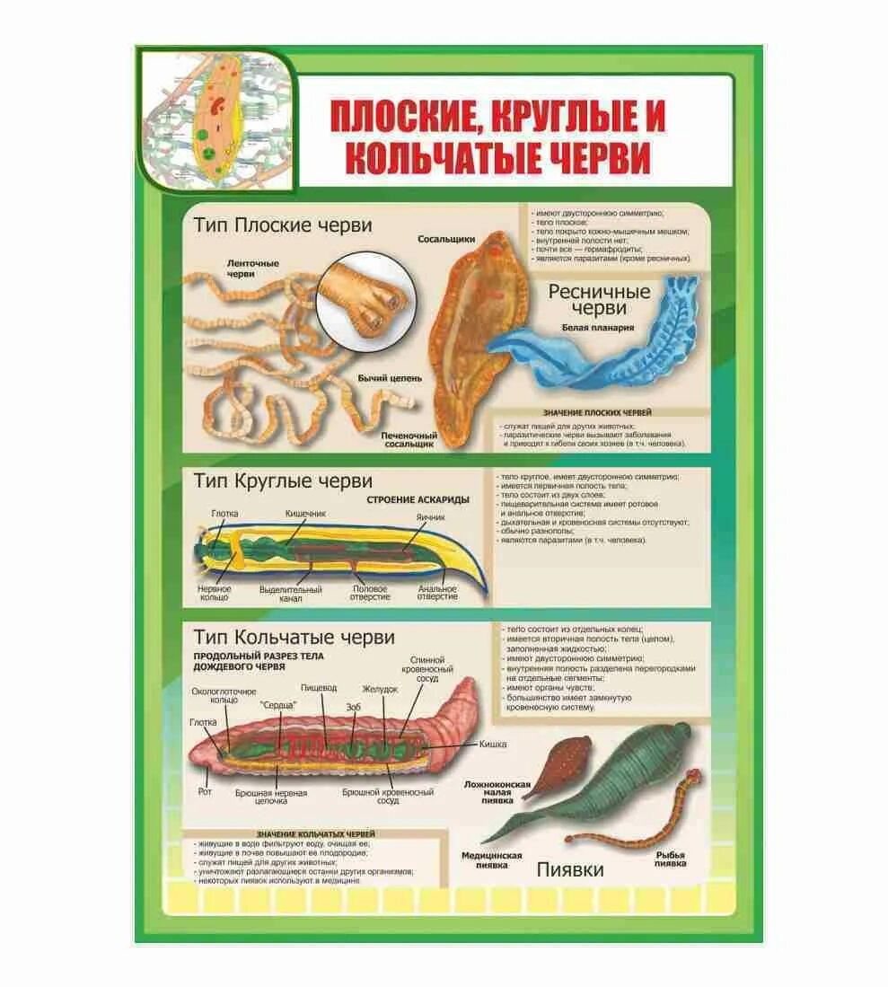 3 признака кольчатых червей. Плоские круглые и кольчатые черви. Плоские круглые и кольчатые черви таблица. Таблица по биологии Тип круглые черви. Кольчатые круглые плоские черви схема.
