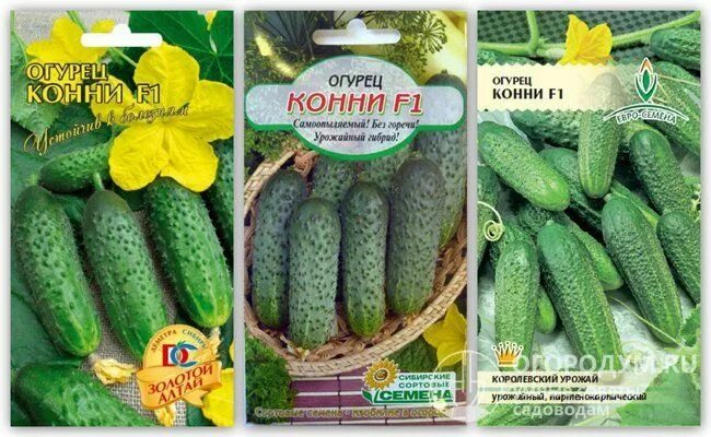 Сорт огурцов Сибирская гирлянда, описание, характеристика и отзывы, а также особ