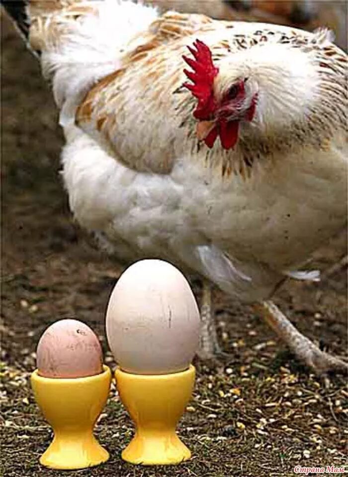 Могут ли куры нести яйца без петуха. Курица. Курица с яйцами.