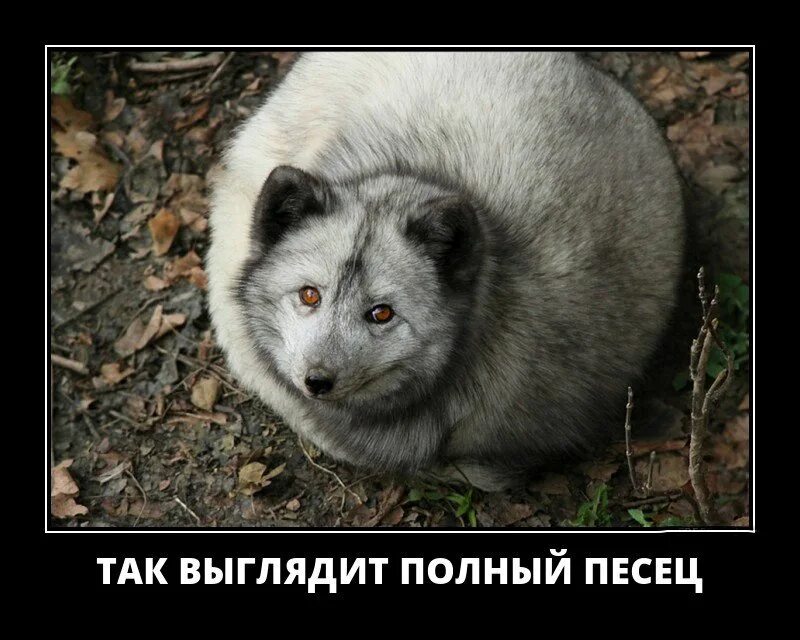 Как выглядит полное