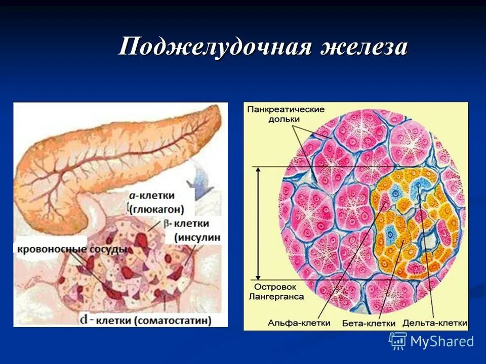 Внутреннее строение поджелудочной. Островки Лангерганса анатомия. Строение панкреатической дольки поджелудочной железы. Микроскопическое строение поджелудочной железы. Строение дольки поджелудочной железы.